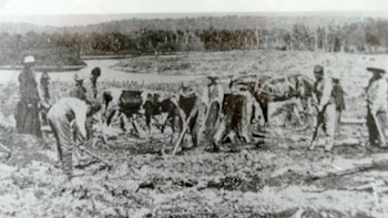 Le Père Brousseau avec les frères et les orphelins travaillant à l'essouchement.